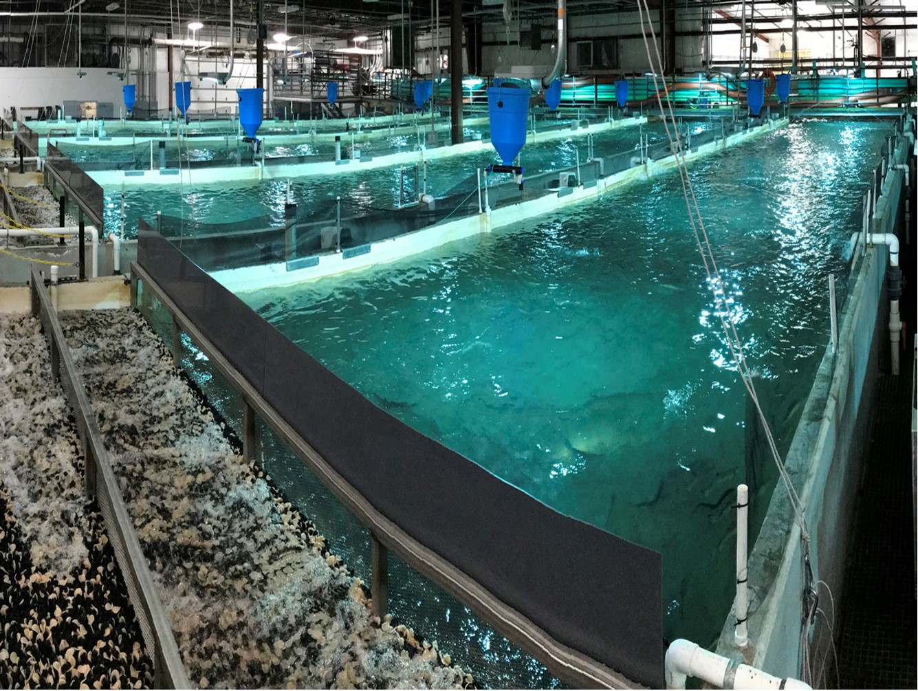 NY Aquaculture and Seafood Summit Coming at Cornell AgriTech March 5