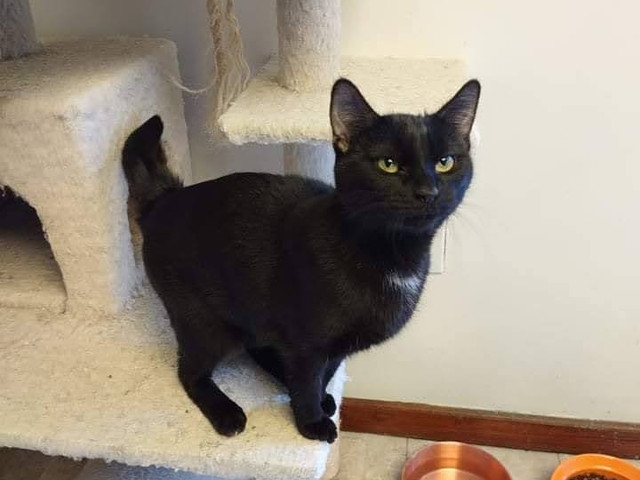 Adopt A Pet Today: Brenda Has A Big Personality