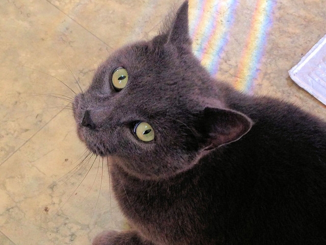 Adopt a Pet Today: Hemingway, With "Come Hither" Green Eyes