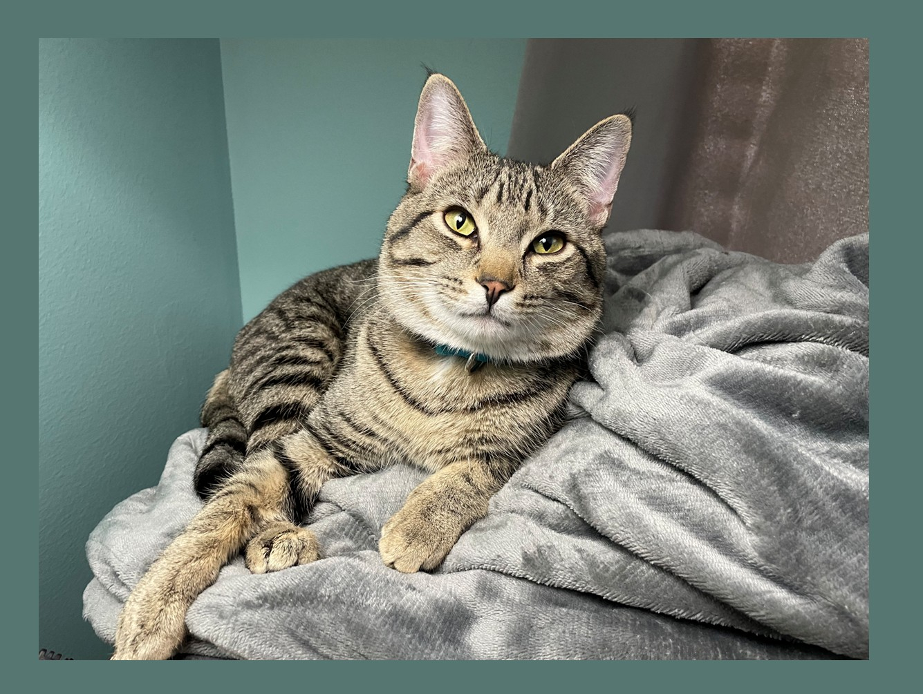 Buddy: Pet of the Week