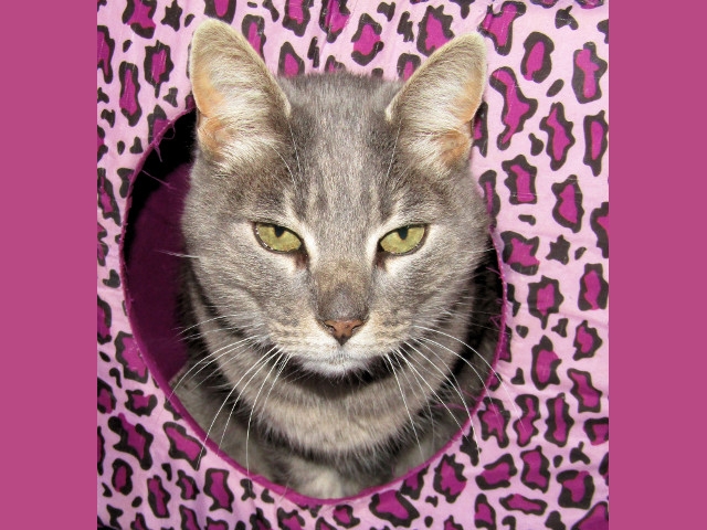 Adopt a Pet Today: Journey, a 'People' Cat