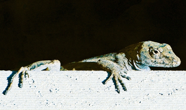 `Nature of Things` to Feature Baldwinsville Artist`s Photographs 