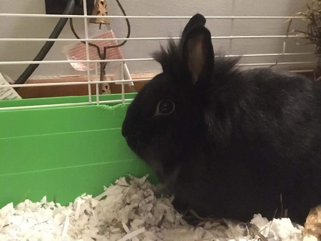 Adopt A Pet Today: Hank Williams, An Active Bun