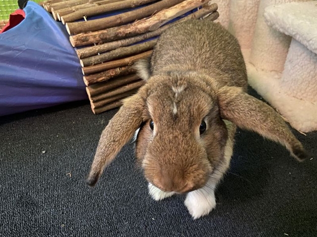 Adopt A Pet Today: Ellie Loves Her Veggies