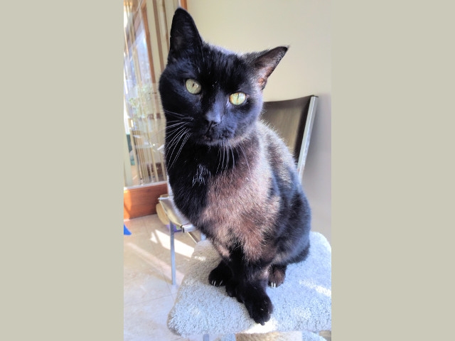 Adopt a Pet Today: Mittens (aka The Dude)