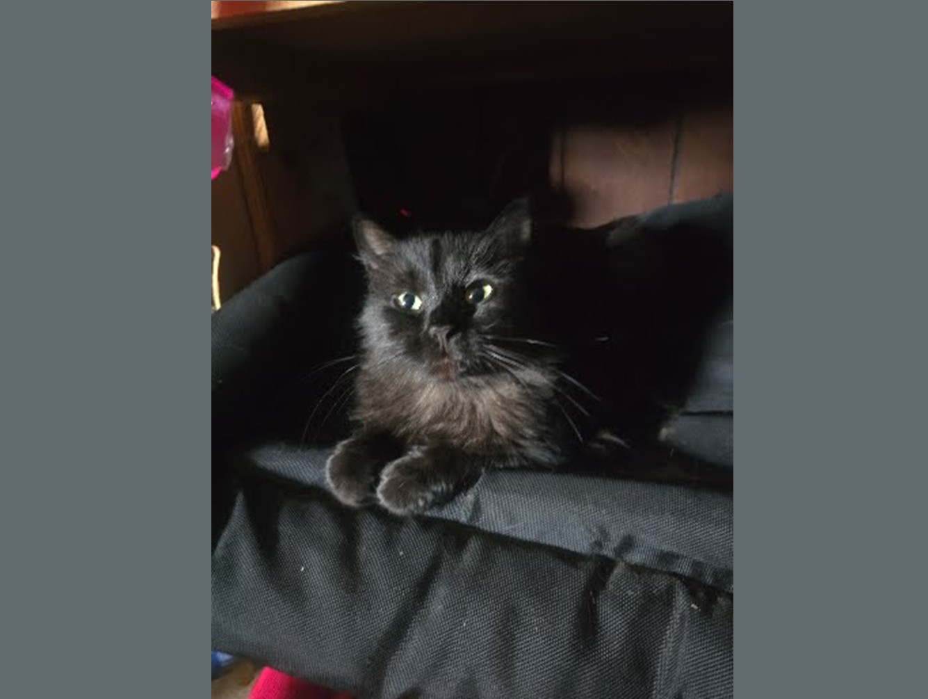 Constantina: Pet of the Week