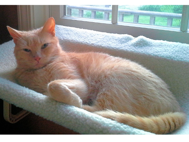 Adopt a Pet Today: Buttercup, Good Napper With a Sweet Purr