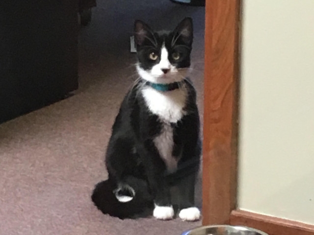 Adopt a Pet Today: Holly, Both Gentle and Shy