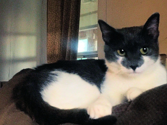 Adopt a Pet Today: Saylor, Also Known As Boat Cat