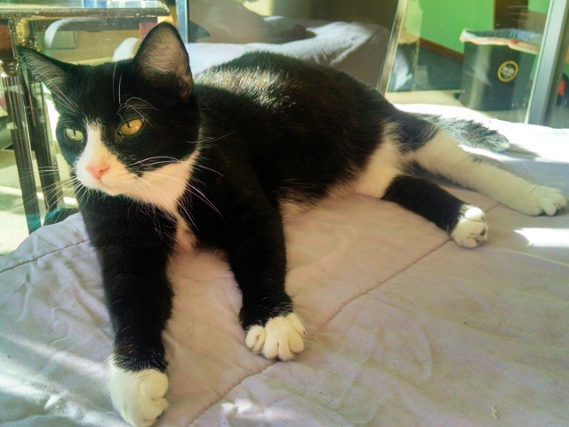 Adopt a Pet Today: Emily Resolves to Lose Some Weight