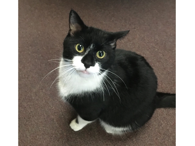 Adopt A Pet Today: Milo, A Young 1-1/2 Years Old