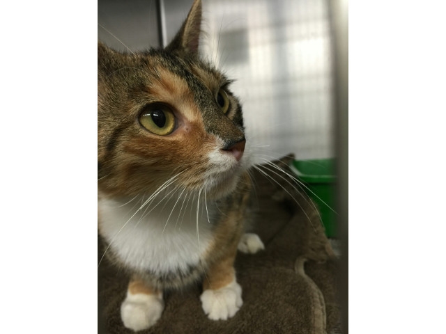 Adopt a Pet Today: Daisy, A Long Story But Worth It