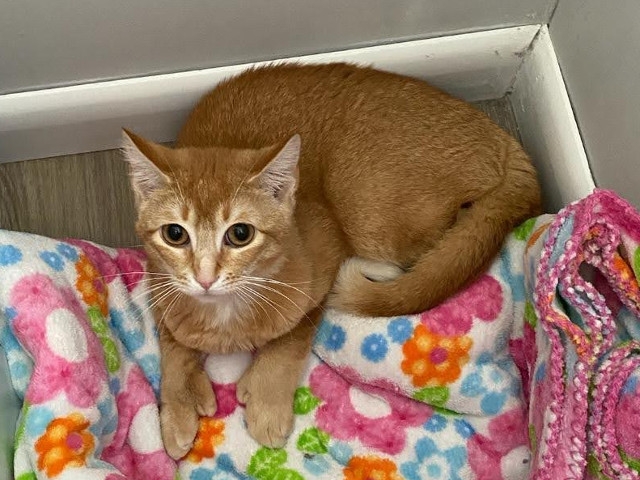 Adopt A Pet Today: Phoenix, A Terrific Cuddler