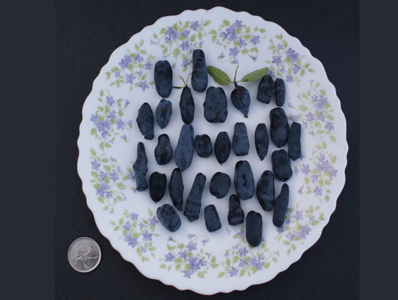 New York State Honeyberry Conference to be Held in Mexico, New York