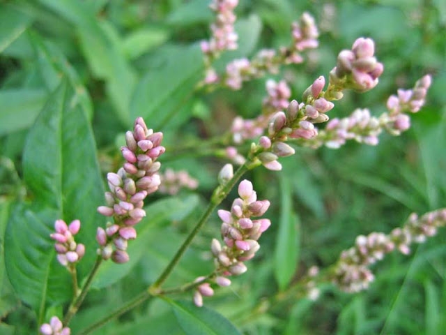 'Bloomin Summer Blossoms' at 4-H Amboy Environmental Education Center July 16