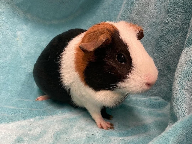 Adopt A Pet Today: S'mores, Full of Spunk