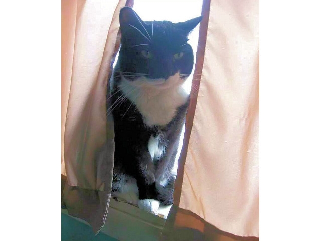 Adopt a Pet Today: Three-Year Old "Little Girl"
