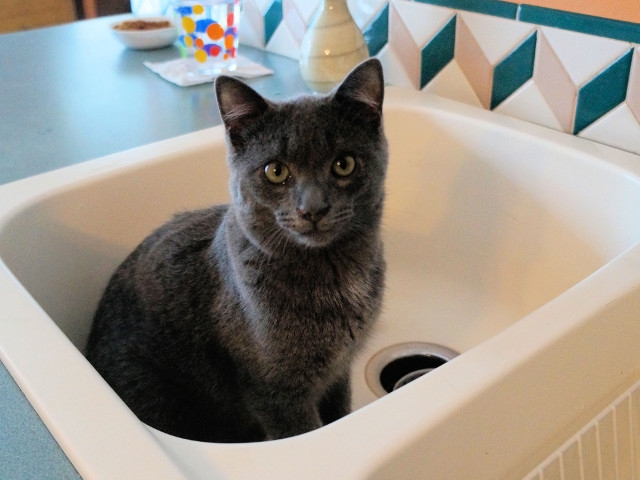 Adopt a Pet Today: Harry Wants a Kid of His Own
