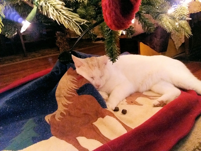 Adopt a Pet Today: Butterscotch, a Wonderful and Loving Kitty