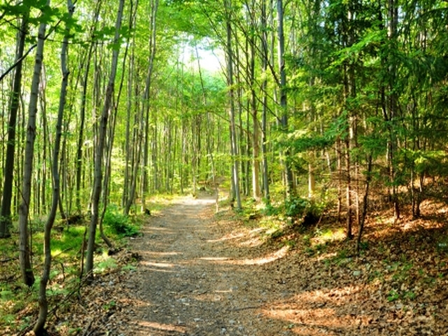 DEC Announces 'Regenerate NY' Forestry Cost Share Grants