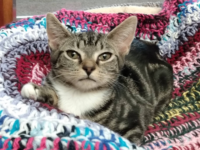 Adopt A Pet Today: Mable, Ready For A New Home
