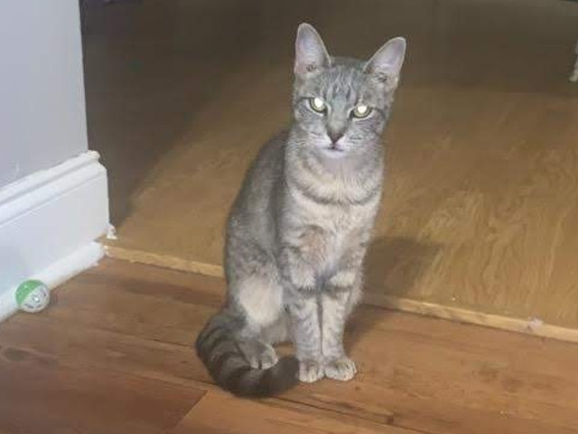 Adopt A Pet Today: Macy, Sweet As Candy
