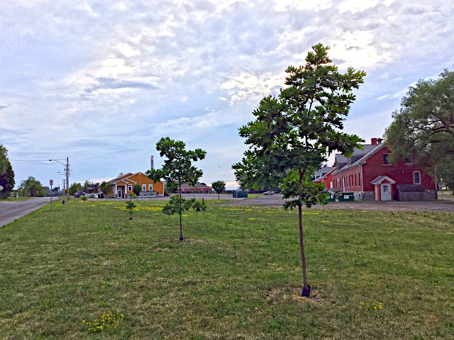 Oswego County Looking for Input on Tree Planting Projects