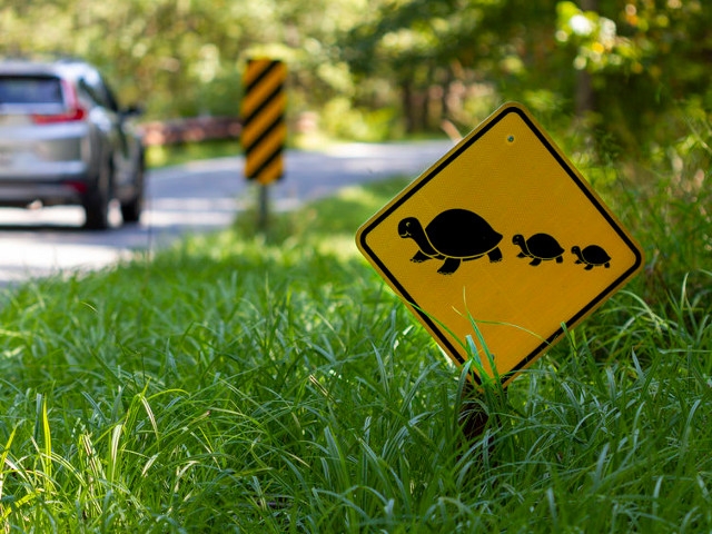 DEC Urges New York Drivers To 'Give Turtles A Brake'