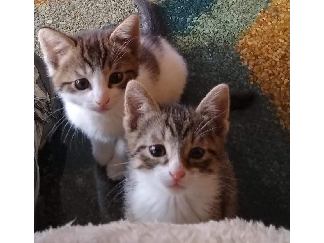 Adopt A Pet Today: Biscuit and Dumpling