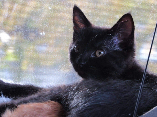 Adopt A Pet Today: Eloise Is Independent And Feisty
