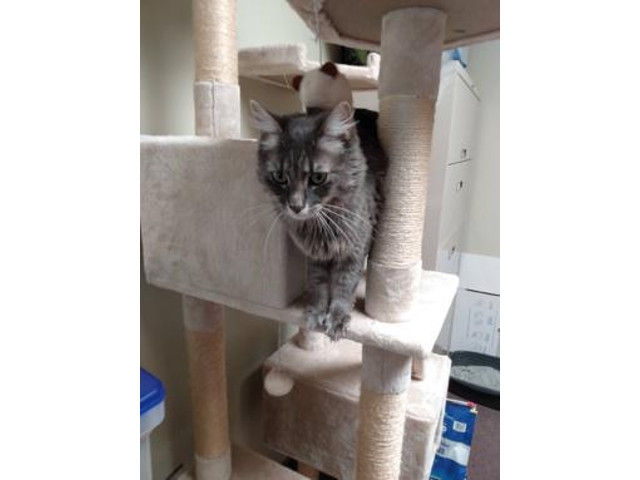 Adopt A Pet Today: Tulip Looks to Play With Some Kids