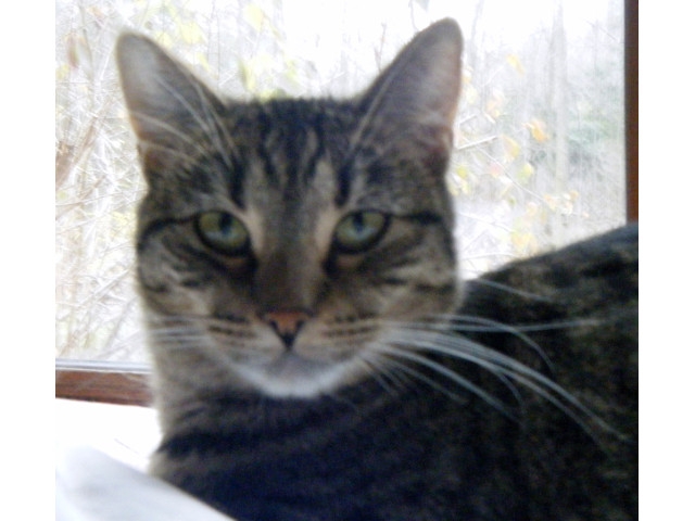 Adopt a Pet Today: Teela, Small Cat with a Big Heart