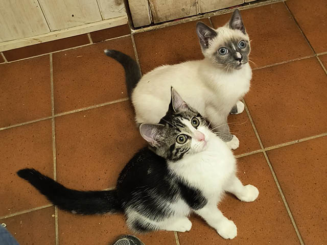 Pets of the Week: Allison &amp; Rhodes