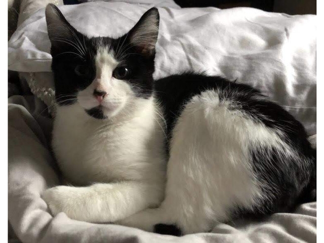 Adopt A Pet Today: Apple, 4-Months Old And Ready To Go