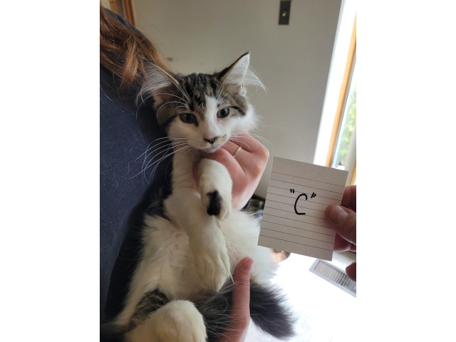 Adopt A Pet Today: Chuck, A Little Ball Of Fluff