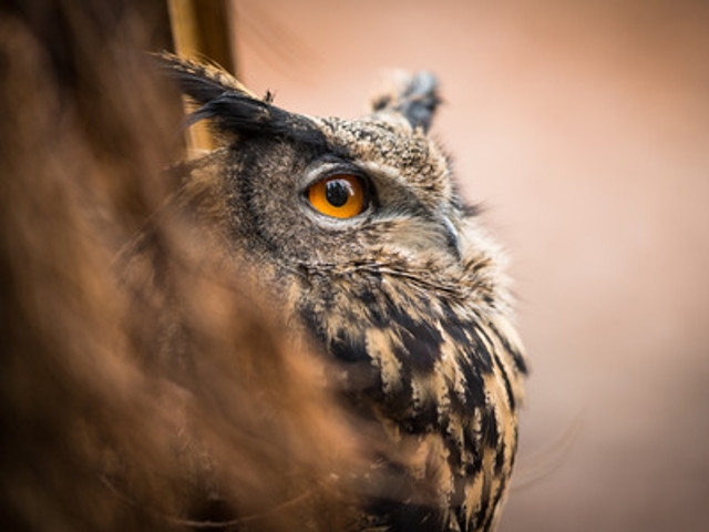 Hooting With Owls at 4-H Amboy Environmental Education Center Mar 31