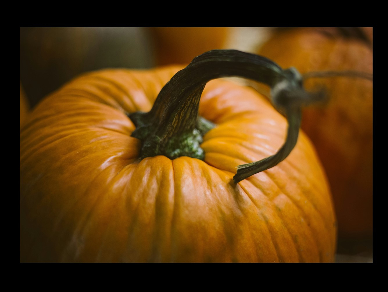 Bring Your Unwanted Pumpkins to Oswego County Solid Waste