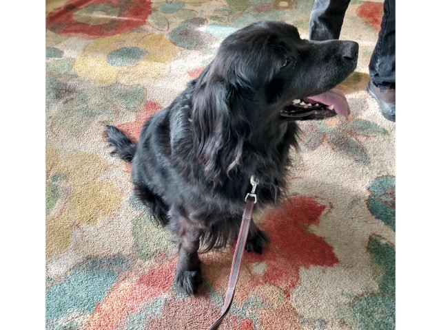 Adopt A Pet Today: Zeke, A Happy-To-Know-You Clown