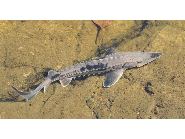 NY Sea Grant Receives Disney Conservation Fund Grant to Support Lake Sturgeon Restoration