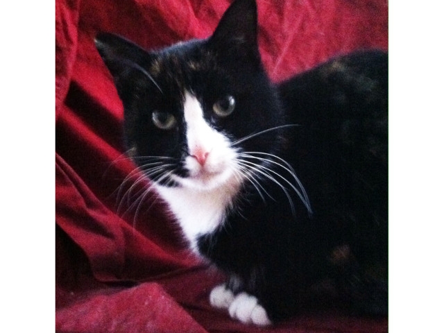 Adopt a Pet Today: Mitzi is 'A People Cat'