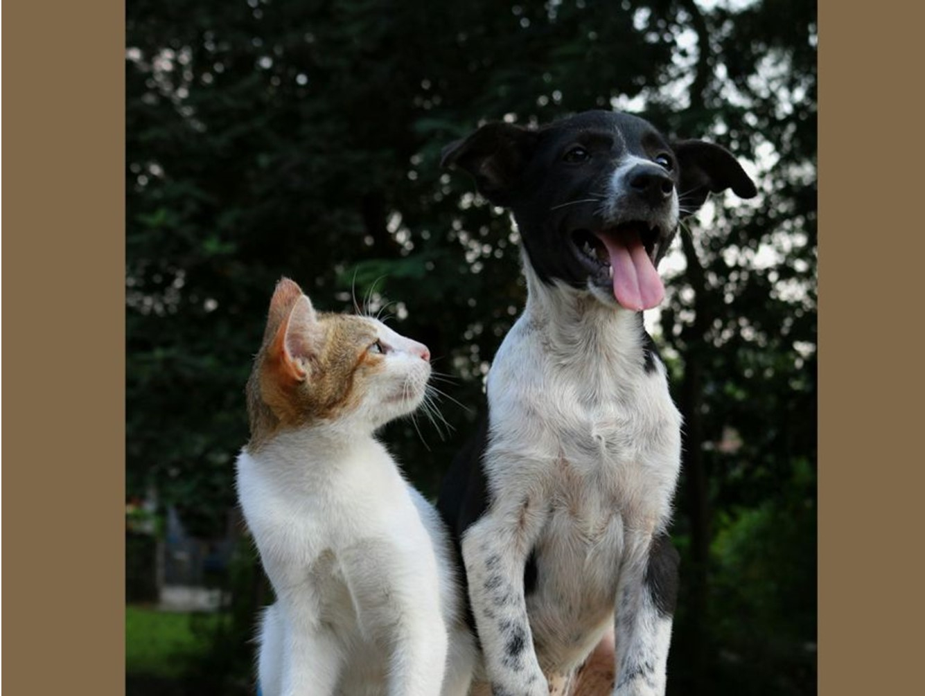 Oswego County Offers First Rabies Vaccination Clinic of 2025