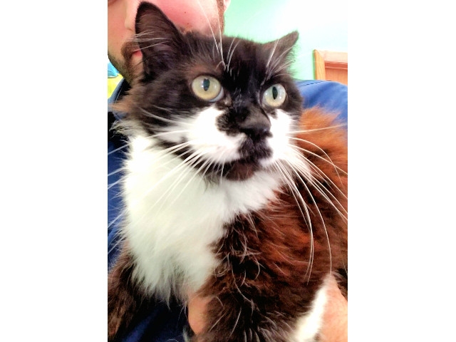 Adopt a Pet Today: Precious Needs a Loving Home