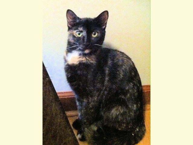 Adopt a Pet Today: Bindy, a Dark Tortie with Extra Toes