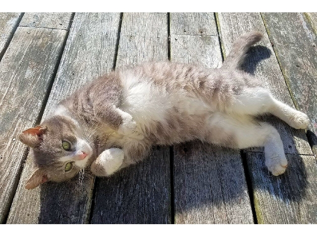 Adopt a Pet Today: Cooper, a Handsome Gentleman