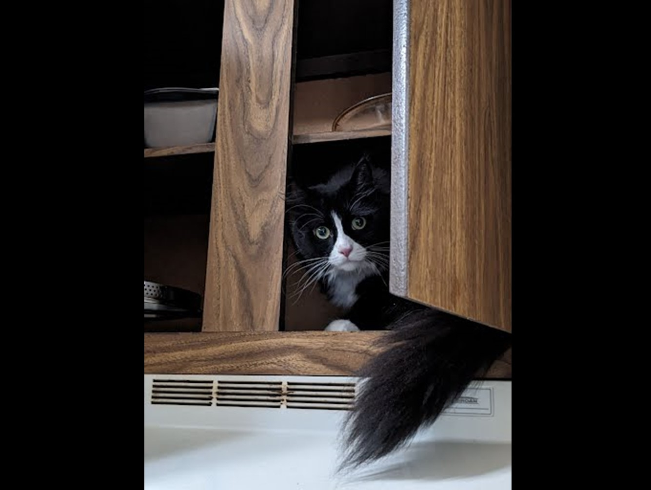 Loki: Pet of the Week