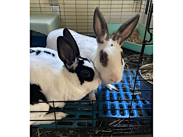 Adopt A Pet Today: Blackberry and Raspberry