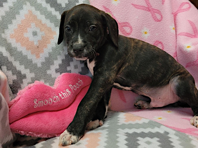 Adopt A Pet Today: Callisto, A Sweetheart