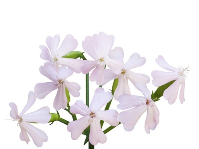 'Falling for Autumn Blossoms' 2019 at the Amboy 4-H Environmental Education Center