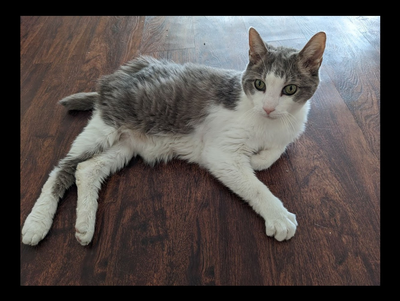 Jacques: Pet of the Week
