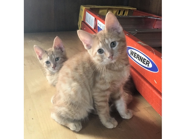 Adopt a Pet Today: Pete & Teddy, Pair of Orange Tabbies